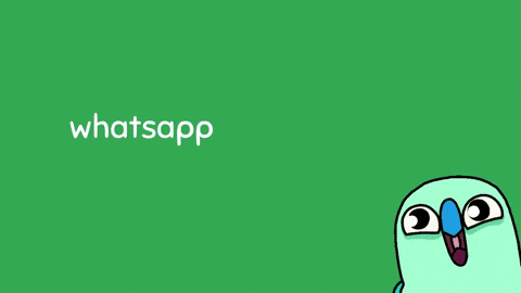 whatsapp, web